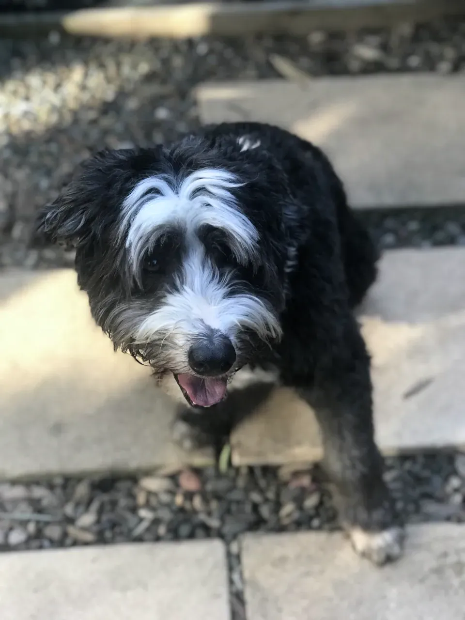 Shaggy black and white Smithfield sheepdog