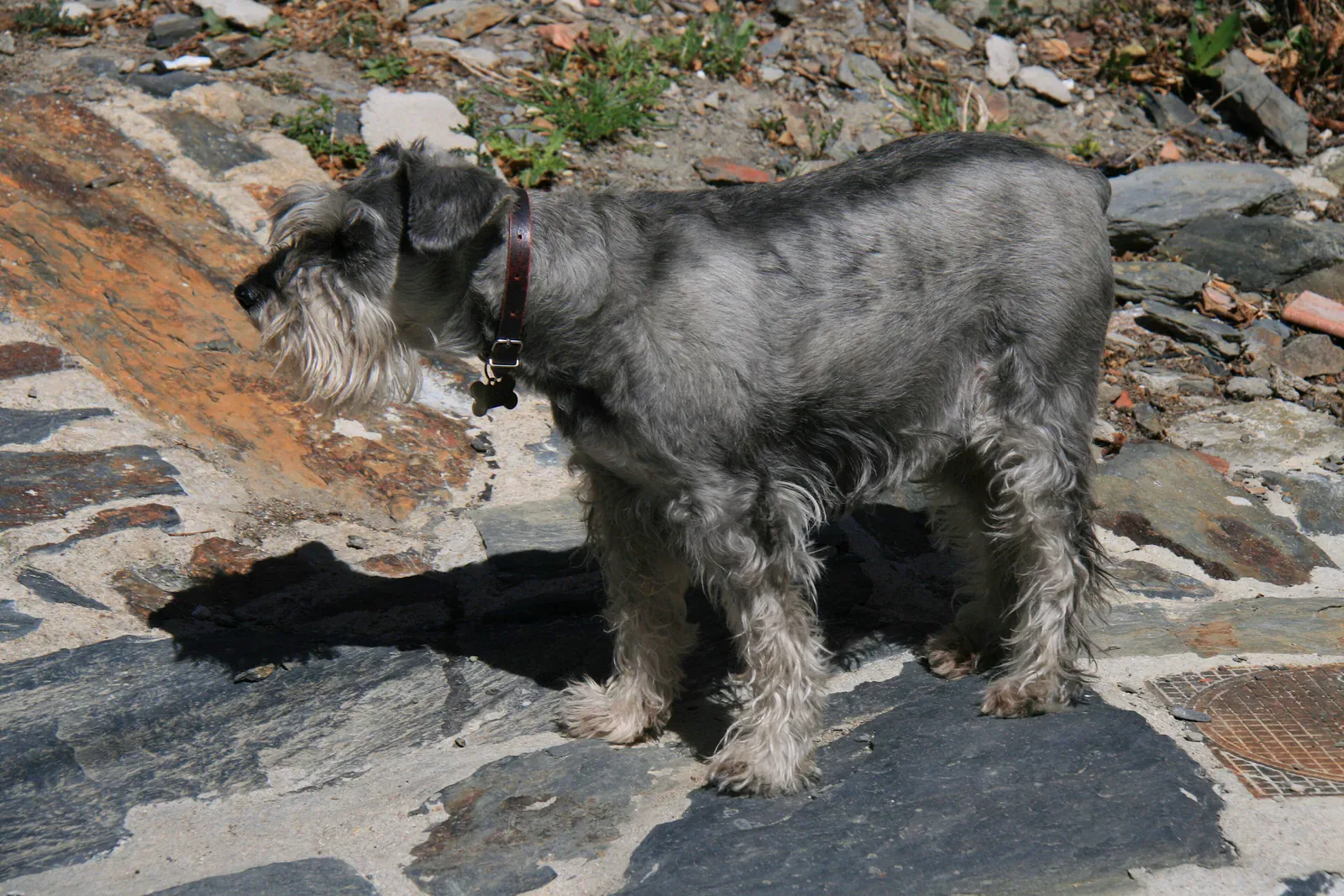 Standard Schnauzer