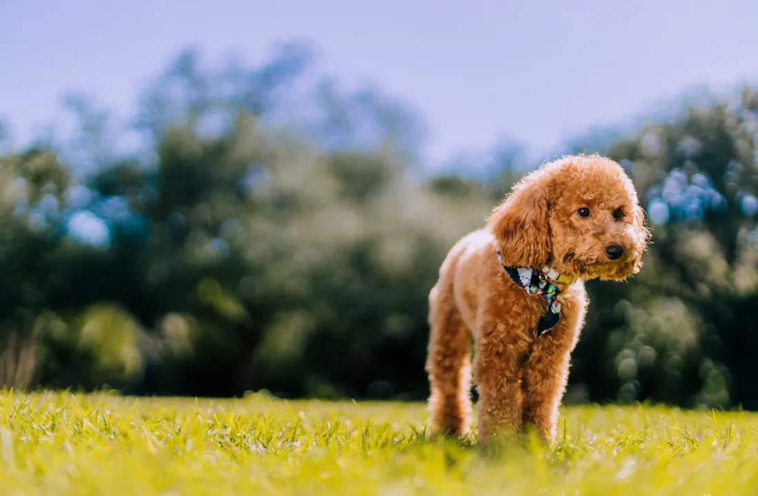 Apricot Toy Poodle standing on grass in a sunny yard