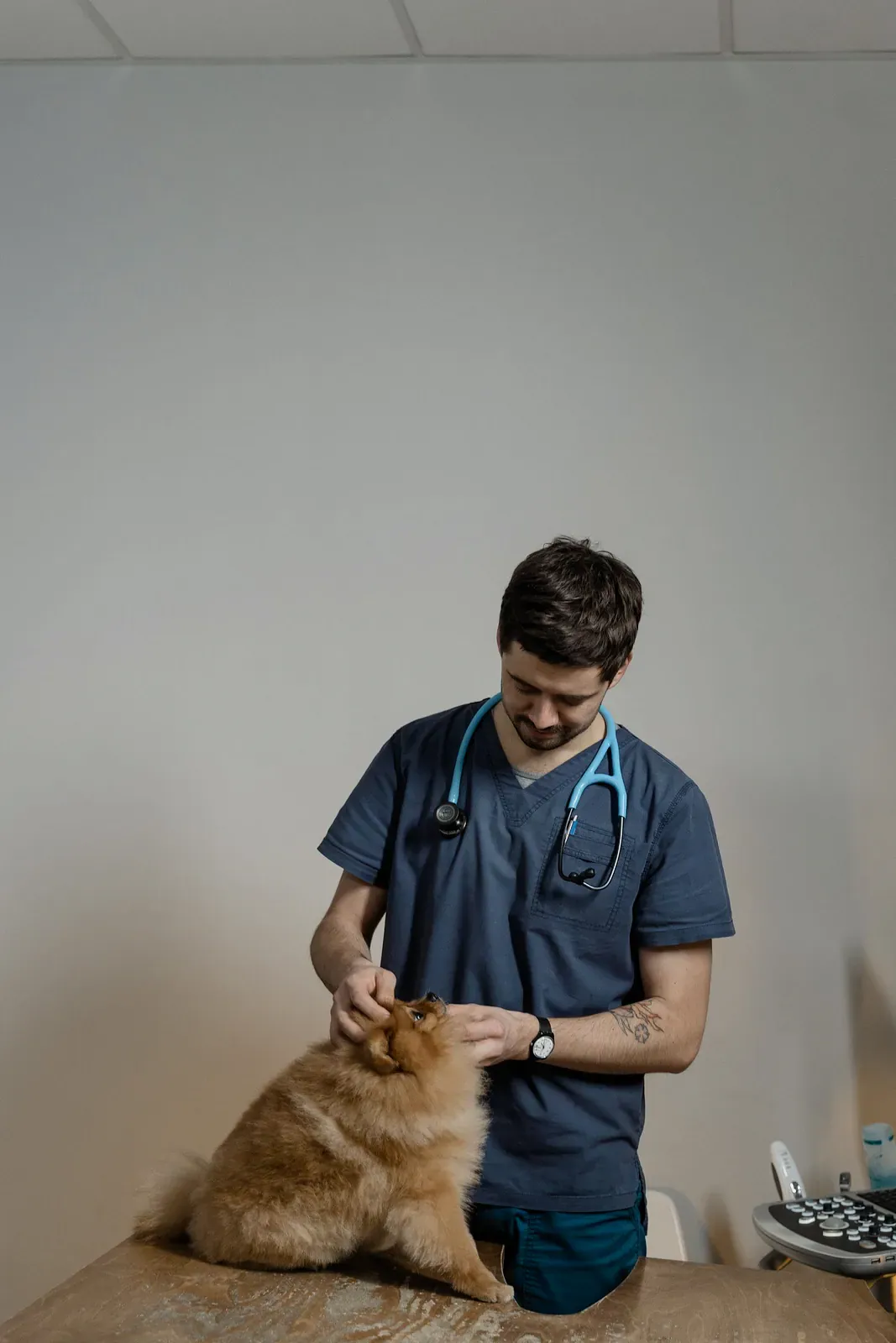 Veterinarian in blue scrubs examining a small orange Pomeranian on a table