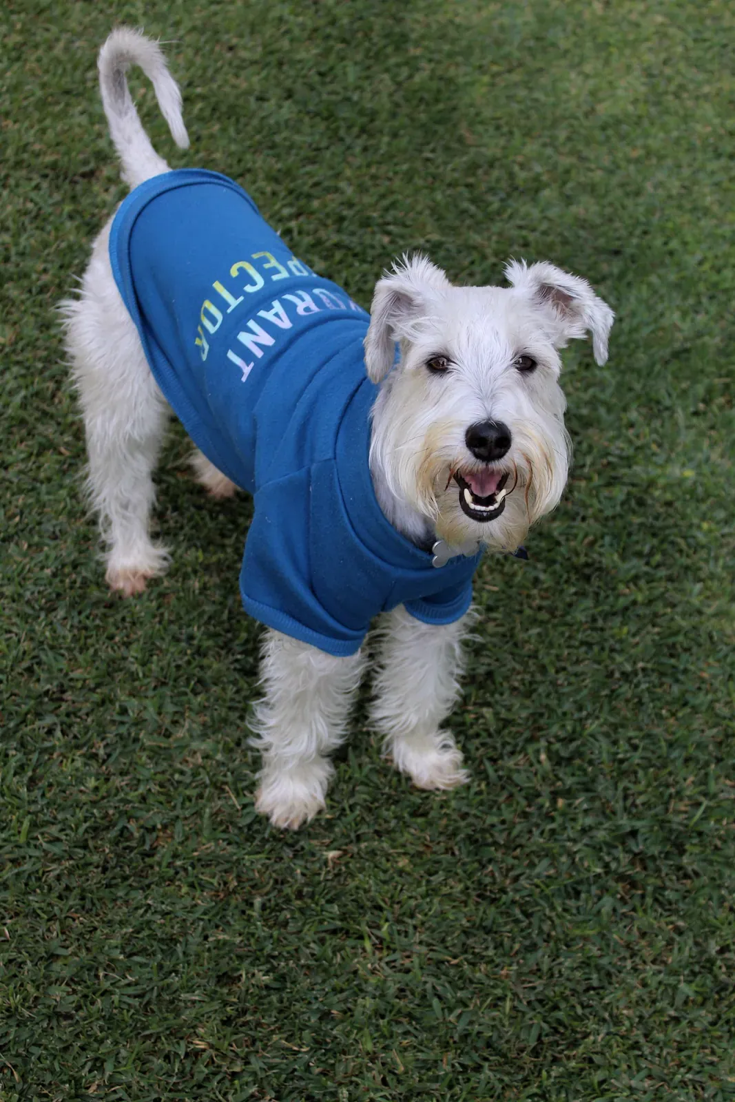 White Miniature Schnauzer in a blue coat standing on grass