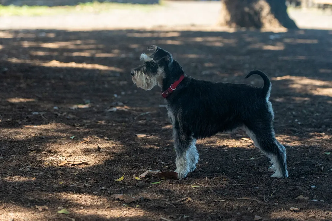 Black and silver Miniature Schnauzer standing in side view in a park
