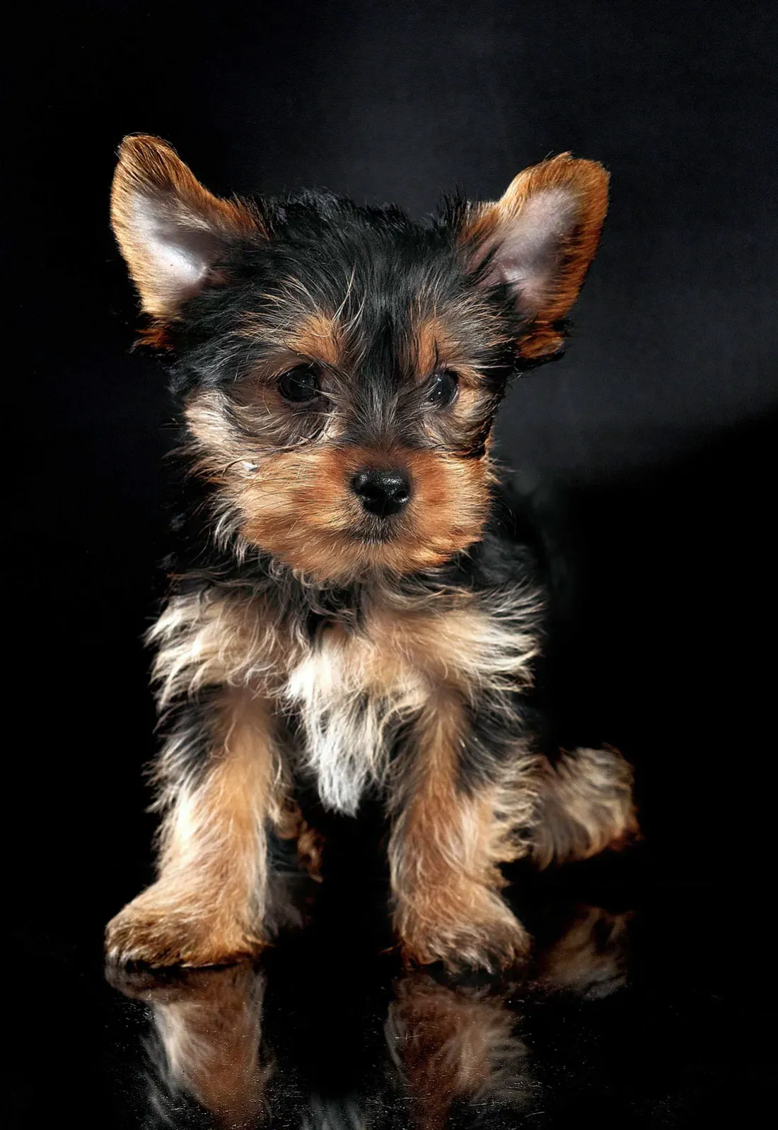 Black and tan Yorkshire Terrier puppy sitting, facing the camera