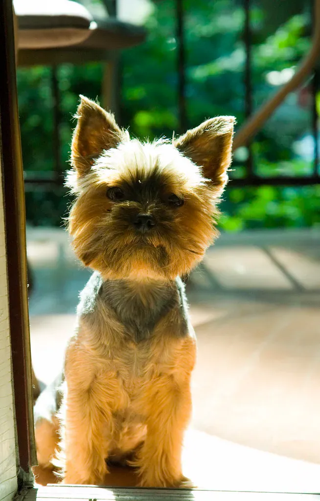 Yorkshire Terrier with a short puppy cut sitting upright
