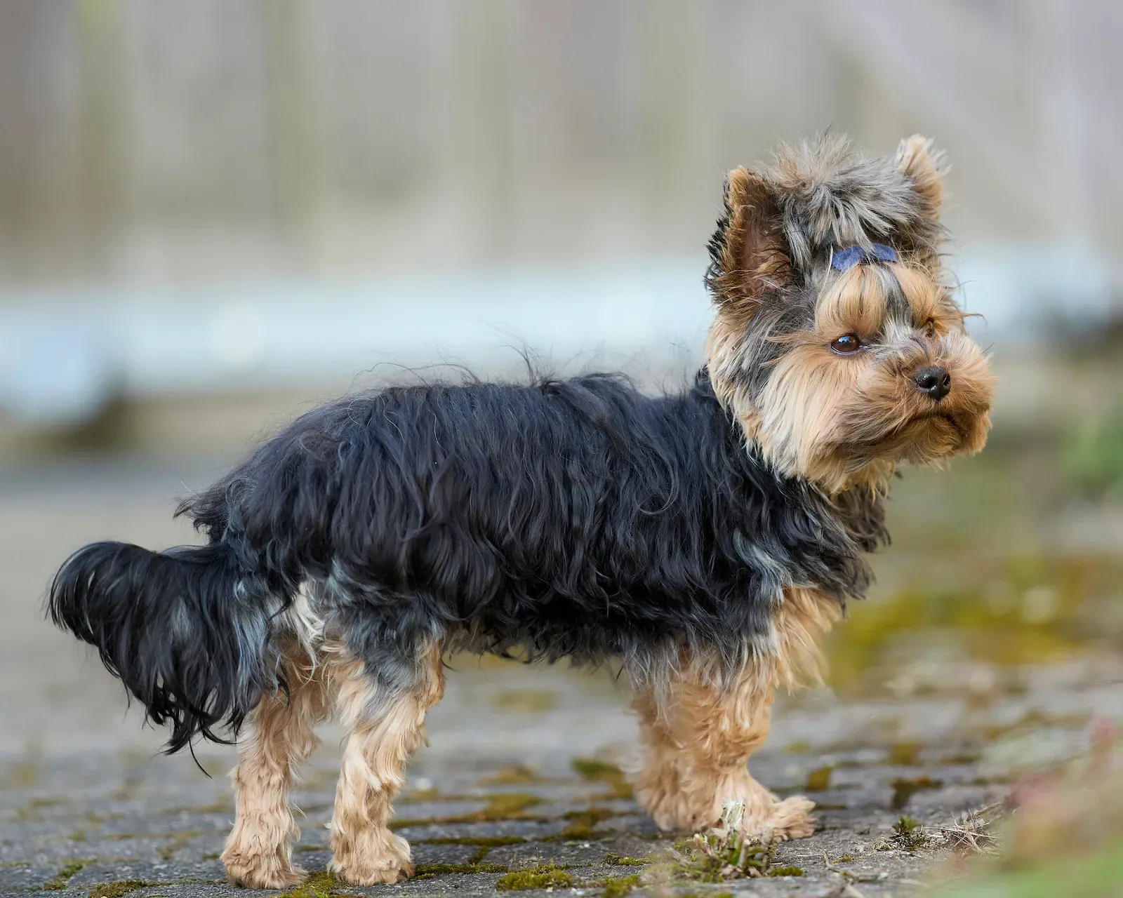 Yorkshire Terrier in a long coat