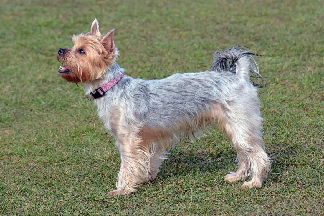 Silver and tan Yorkshire Terrier standing on grass, profile view