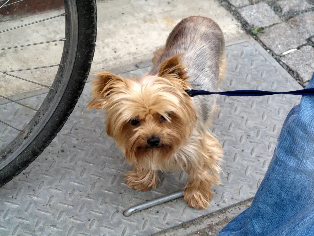 Yorkshire Terrier walking on a lead, full body