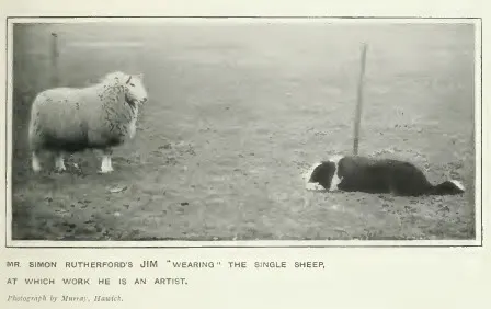 A working collie wearing a single sheep, about 1907