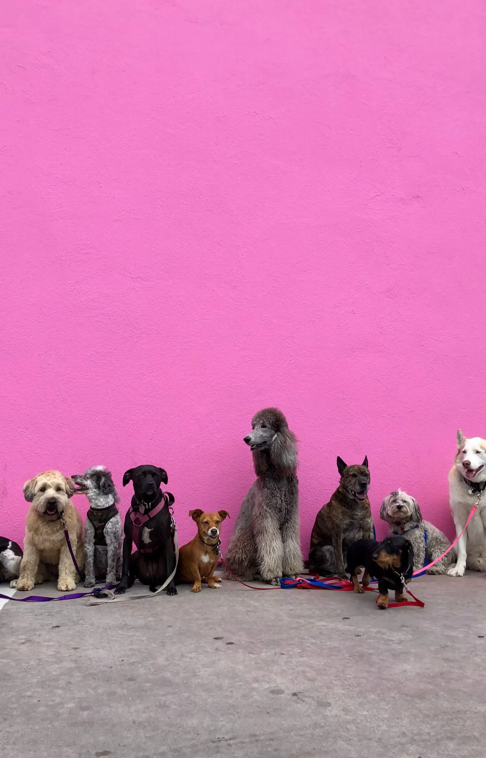 A row of dogs of many breeds sitting on leads in front of a pink wall