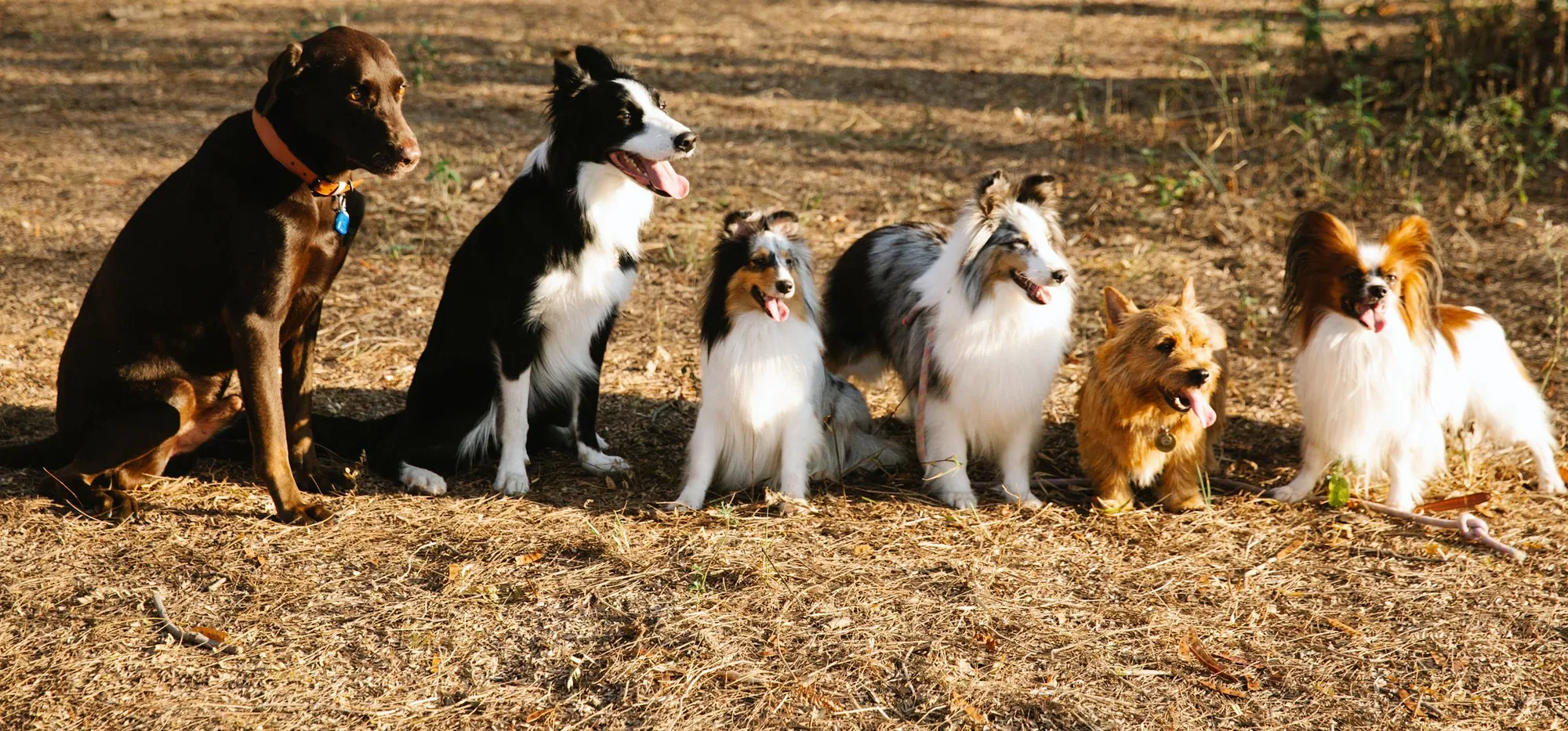 Six dogs of different families sitting in a row on a sunny woodland path: a Labrador, a Border Collie, two Shetland Sheepdogs, a Norwich Terrier and a Papillon